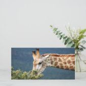 Giraffe eating some leaves (Standing Front)