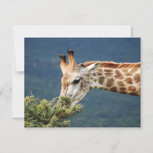 Giraffe eating some leaves (Front)