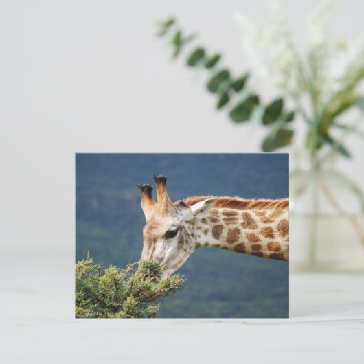 Giraffe eating some leaves (Standing Front)