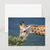 Giraffe eating some leaves (Front/Back)