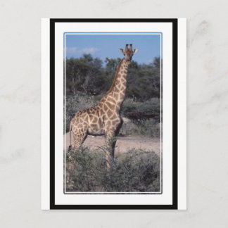 Giraffe - Etosha National Park, Namibia Postcard
