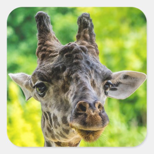 Giraffe Eyelashes Square Sticker
