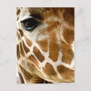 Giraffe Face Closeup   Wild Animals Nature Photo Postcard