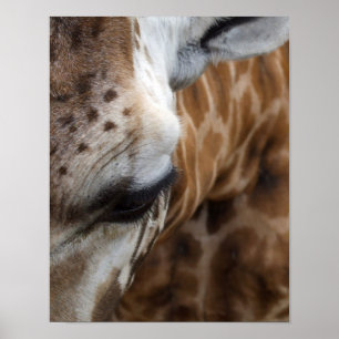 Giraffe Face Poster