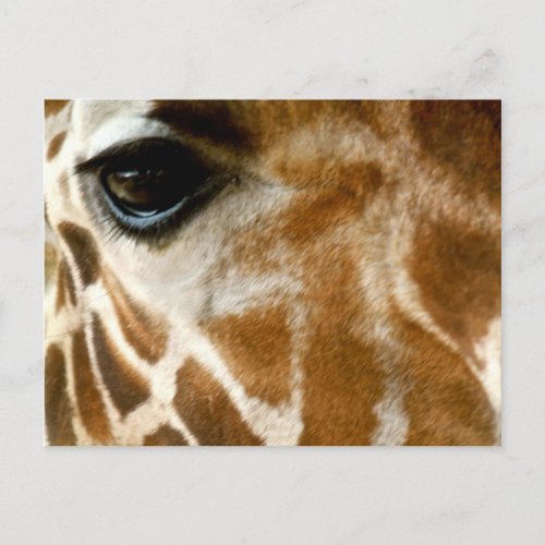 Giraffe Face  Zoo Wild Animals Nature Photo Postcard