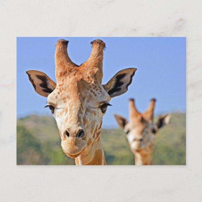 Giraffe Faces Close Up Postcard (Front)
