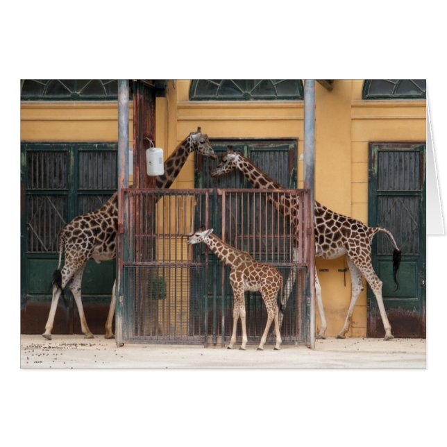 Giraffe Family Cards (Front Horizontal)