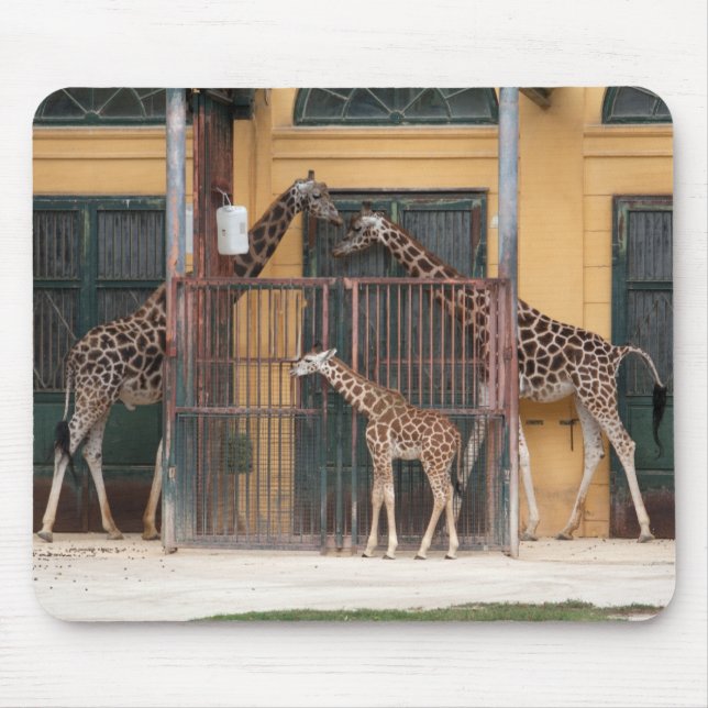 Giraffe Family Mouse Pad (Front)