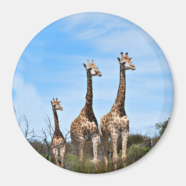 Giraffe Family On Grassy Hilltop Magnet (Front)