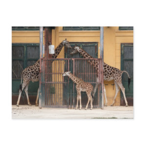 Giraffe Family Postcard