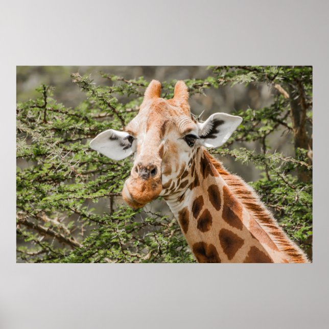 Giraffe feeding on Acacia branches Poster (Front)