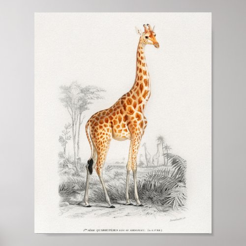 Giraffe french vintage book illustration 10 x 8 poster