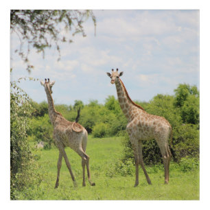Giraffe friends acrylic print