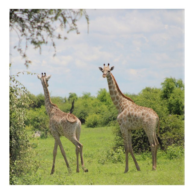 Giraffe friends acrylic print (Front)