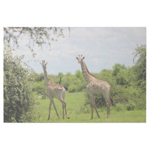 Giraffe friends gallery wrap