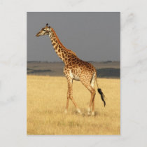 Giraffe full body Africa African Animals Postcard