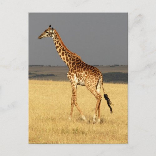 Giraffe full body Africa African Animals Postcard