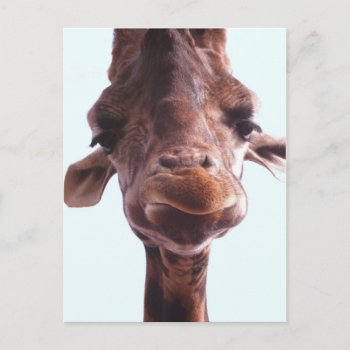 Giraffe Funny Face Postcard by j_krasner at Zazzle