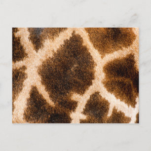 Giraffe fur pattern postcard