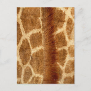 Giraffe Fur Postcard
