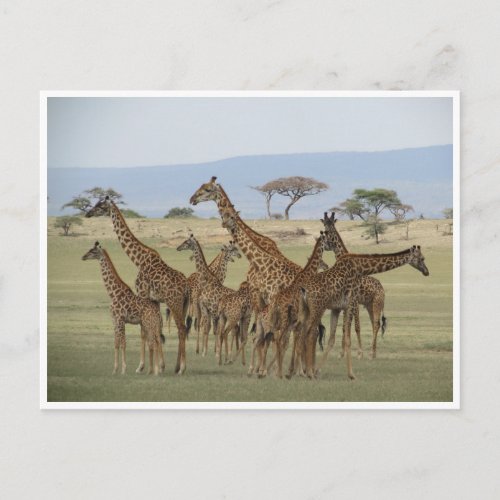 giraffe gathering postcard