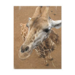 Giraffe Gaze Postcard