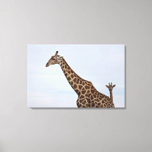 Giraffe (Giraffa camelopardalis), Chobe National P Canvas Print (Front)