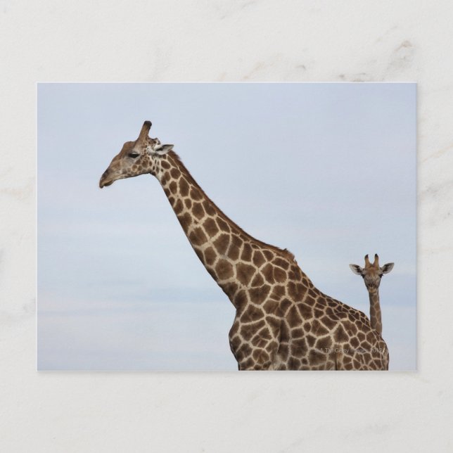 Giraffe (Giraffa camelopardalis), Chobe National Postcard (Front)