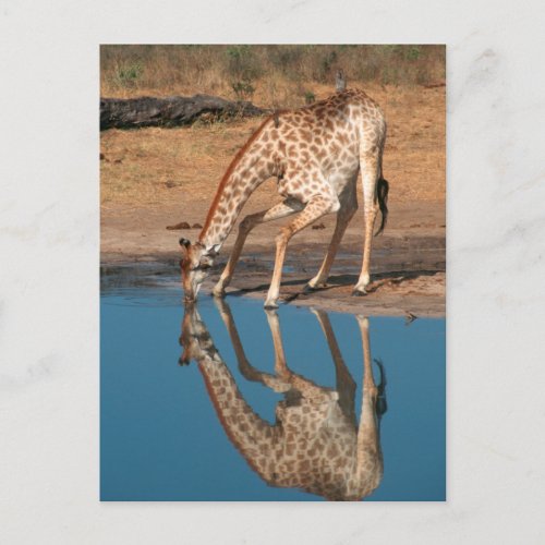 Giraffe Giraffa Camelopardalis Drinking Postcard