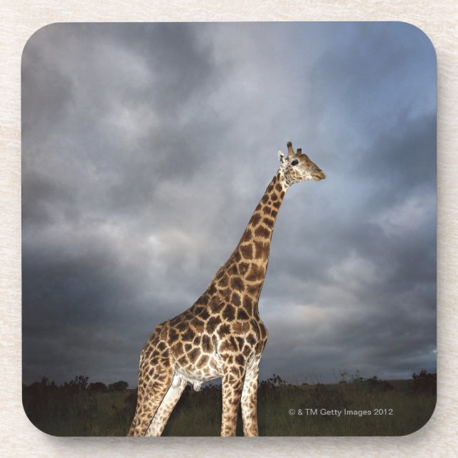 Giraffe (Giraffa camelopardalis) in dramatic Drink Coaster (Front)