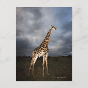 Giraffe (Giraffa camelopardalis) in dramatic Postcard