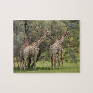 Giraffe, Giraffa camelopardalis, Kgalagadi 2 Jigsaw Puzzle