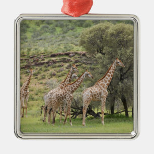 Giraffe, Giraffa camelopardalis, Kgalagadi 3 Metal Ornament