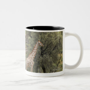 Giraffe, Giraffa camelopardalis, Kgalagadi 3 Two-Tone Coffee Mug