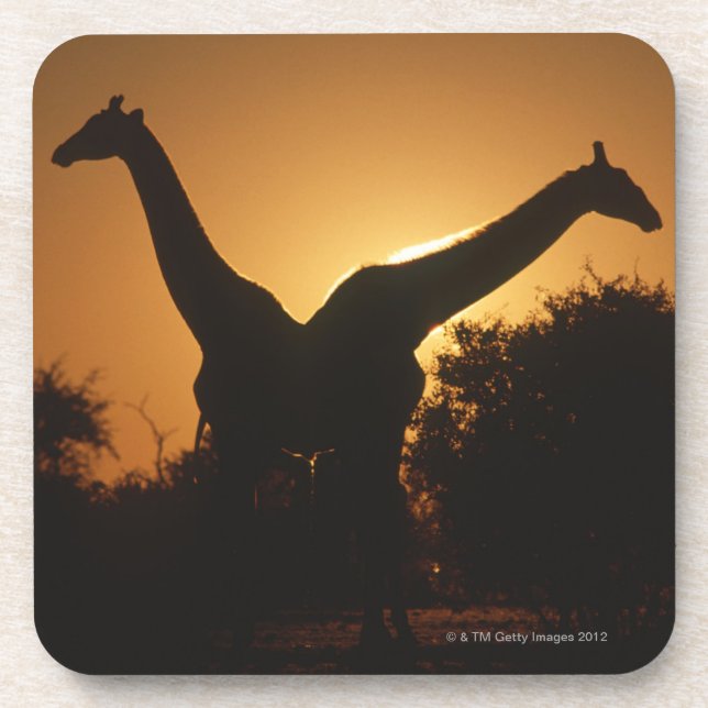 Giraffe (Giraffa camelopardalis) Pair Beverage Coaster (Front)
