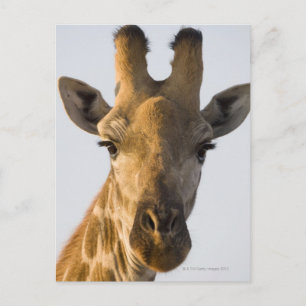Giraffe (Giraffa camelopardalis) portrait, Imire Postcard