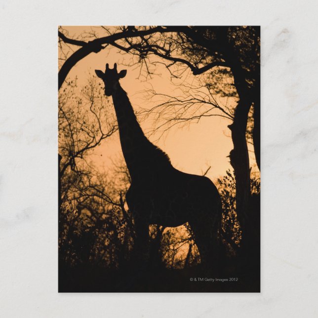 Giraffe (Giraffa camelopardalis) silhouette Postcard (Front)