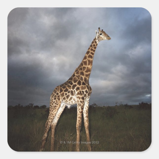 Giraffe (Giraffa camelopardalis) Square Sticker (Front)