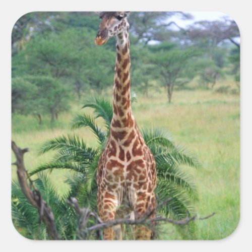 Giraffe Giraffa camelopardalis Tanzania Africa Square Sticker