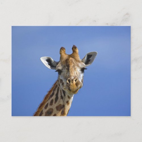 Giraffe Giraffa camelopardalis tippelskirchi Postcard