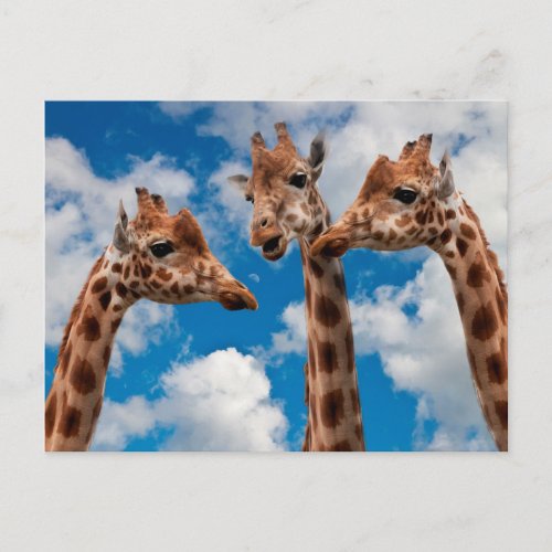 Giraffe Gossip Girls Postcard