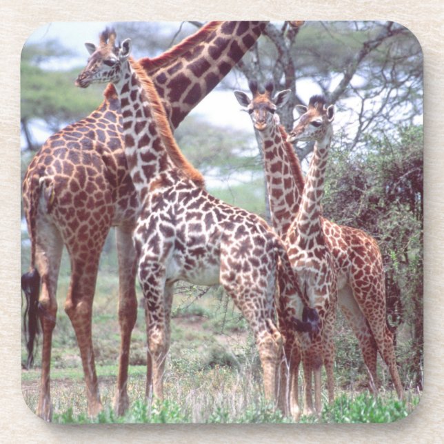 Giraffe Group or Herd w/ Young, Giraffa Beverage Coaster (Front)