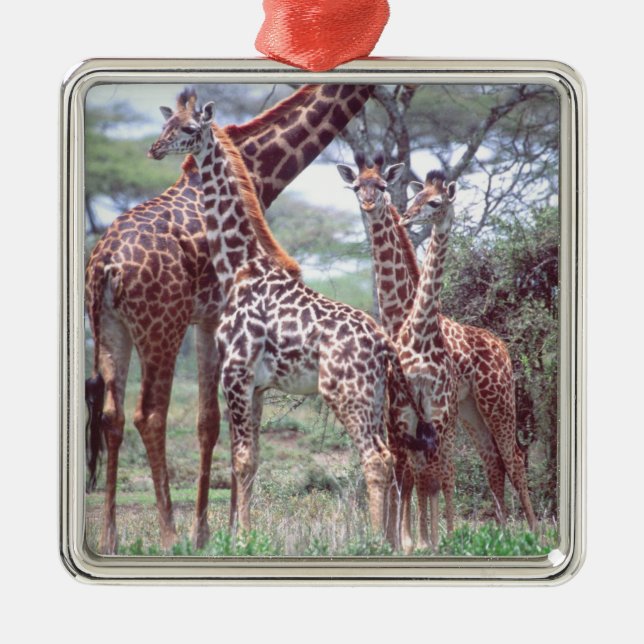 Giraffe Group or Herd w/ Young, Giraffa Metal Ornament (Front)