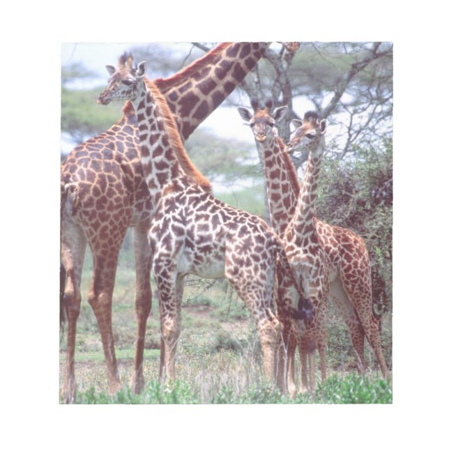 Giraffe Group or Herd w/ Young, Giraffa Notepad (Front)