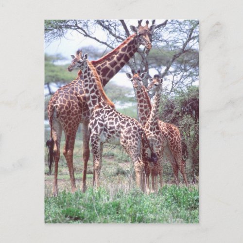 Giraffe Group or Herd w Young Giraffa Postcard