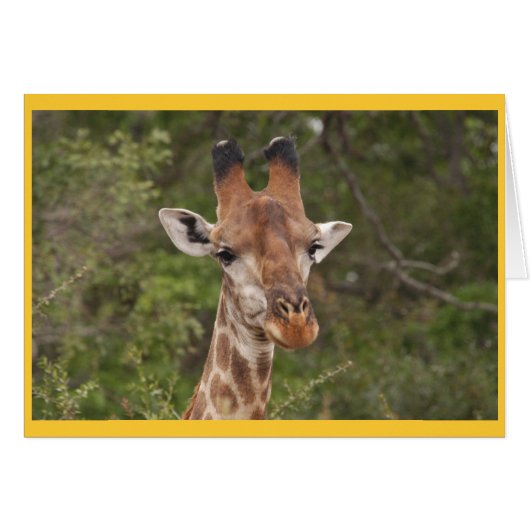 Giraffe head closeup cards (Front Horizontal)