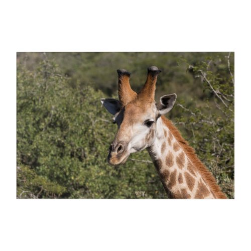 Giraffe Head Detail Acrylic Print