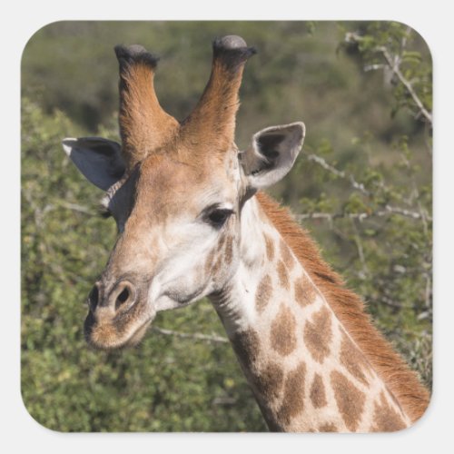 Giraffe Head Detail Square Sticker