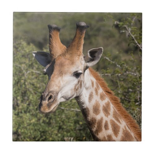 Giraffe Head Detail Tile