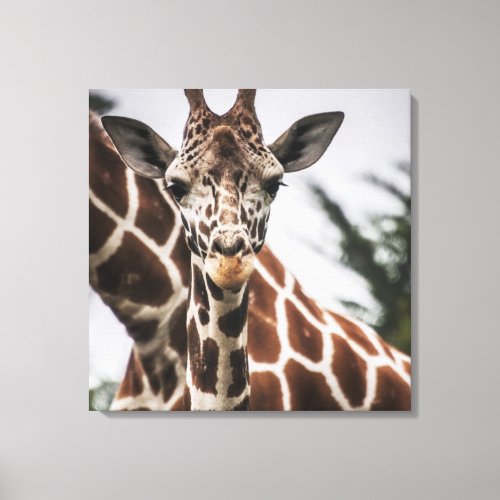 Giraffe head Giraffe fur print African Animal